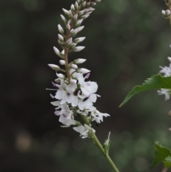 Veronica derwentiana subsp. derwentiana (Derwent Speedwell) at Cotter River, ACT - 26 Nov 2014 by KenT