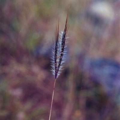 Dichanthium sericeum (Queensland Blue-grass) at Theodore, ACT - 7 Jan 2001 by MichaelBedingfield