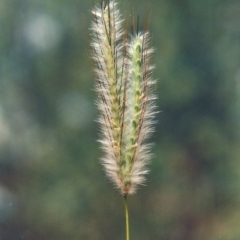 Dichanthium sericeum (Queensland Blue-grass) at Paddys River, ACT - 17 Dec 2009 by michaelb