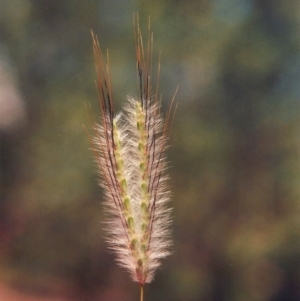 Dichanthium sericeum at Paddys River, ACT - 18 Feb 2015 12:00 AM