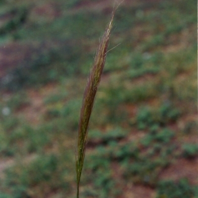 Dichelachne sieberiana (Delicate Plume Grass) at Paddys River, ACT - 2 Mar 2005 by michaelb