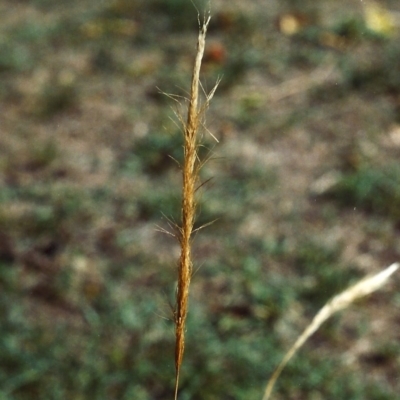 Dichelachne sieberiana (Delicate Plume Grass) at Paddys River, ACT - 24 Jan 2007 by michaelb