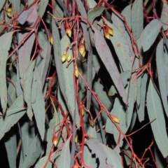 Eucalyptus sideroxylon (Mugga Ironbark) at Gordon, ACT - 19 Jul 2015 by MichaelBedingfield