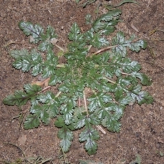 Erodium botrys (Long Storksbill) at Tennent, ACT - 14 Jul 2015 by MichaelBedingfield