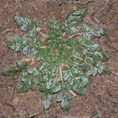 Erodium botrys (Long Storksbill) at Tennent, ACT - 14 Jul 2015 by MichaelBedingfield