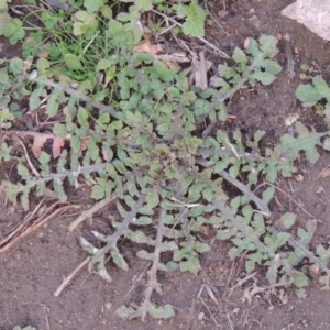 Arctotheca calendula at Tennent, ACT - 14 Jul 2015