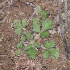 Erodium crinitum (Native Crowfoot) at Tennent, ACT - 14 Jul 2015 by MichaelBedingfield