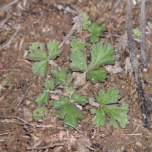 Erodium crinitum at Tennent, ACT - 14 Jul 2015 06:41 PM