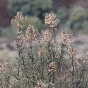 Cassinia quinquefaria at Tennent, ACT - 14 Jul 2015 06:04 PM