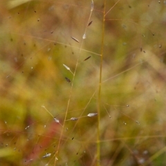 Eragrostis brownii (Common Love Grass) at Conder, ACT - 24 Jan 2000 by michaelb