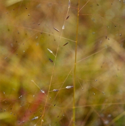 Eragrostis brownii (Common Love Grass) at Conder, ACT - 25 Jan 2000 by MichaelBedingfield