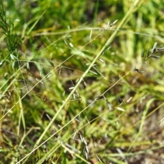 Eragrostis brownii (Common Love Grass) at Conder, ACT - 6 Dec 2000 by MichaelBedingfield