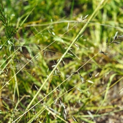 Eragrostis brownii (Common Love Grass) at Conder, ACT - 6 Dec 2000 by MichaelBedingfield