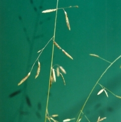 Eragrostis brownii (Common Love Grass) at Rob Roy Spring 1(M) - 13 Jan 2001 by michaelb
