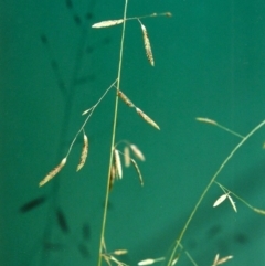 Eragrostis brownii (Common Love Grass) at Rob Roy Spring 1(M) - 14 Jan 2001 by MichaelBedingfield