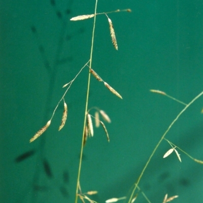 Eragrostis brownii (Common Love Grass) at Rob Roy Spring 1(M) - 13 Jan 2001 by michaelb