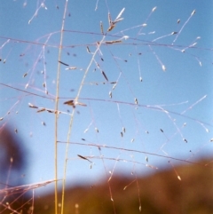 Eragrostis trachycarpa (Rough-grain Lovegrass) at Tuggeranong Hill - 29 Jan 2000 by michaelb