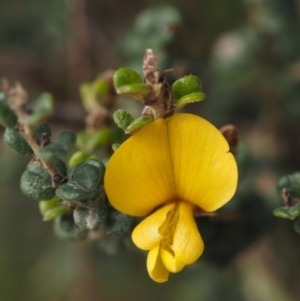 Bossiaea foliosa at Cotter River, ACT - 20 Dec 2014