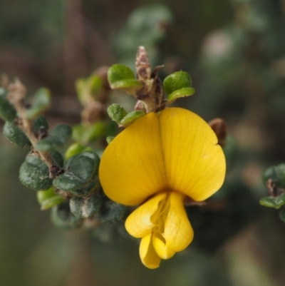 Bossiaea foliosa (Leafy Bossiaea) at Cotter River, ACT - 20 Dec 2014 by KenT