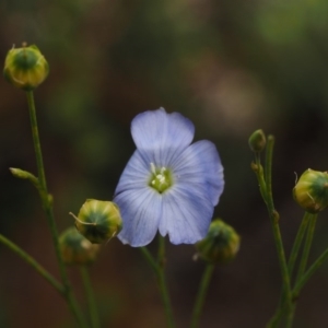 Linum marginale at Cotter River, ACT - 20 Dec 2014 11:43 AM