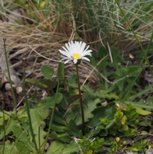 Brachyscome decipiens at Cotter River, ACT - 20 Dec 2014