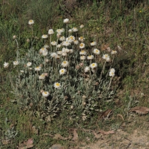 Leucochrysum alpinum at Cotter River, ACT - 20 Dec 2014 07:59 AM