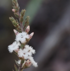 Styphelia attenuata (Small-leaved Beard Heath) at Canberra Central, ACT - 21 Jul 2015 by KenT