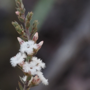 Leucopogon attenuatus at Canberra Central, ACT - 21 Jul 2015