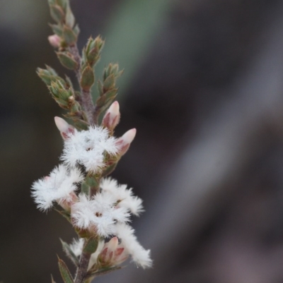 Styphelia attenuata (Small-leaved Beard Heath) at Canberra Central, ACT - 21 Jul 2015 by KenT