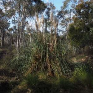 Cortaderia selloana at Canberra Central, ACT - 21 Jul 2015 11:06 AM