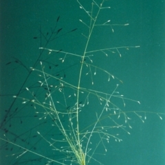 Eragrostis trachycarpa (Rough-grain Lovegrass) at Tuggeranong DC, ACT - 14 Jan 2001 by MichaelBedingfield