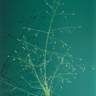 Eragrostis trachycarpa (Rough-grain Lovegrass) at Tuggeranong DC, ACT - 13 Jan 2001 by michaelb