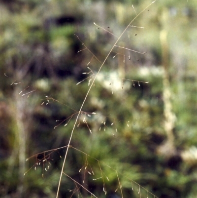 Eragrostis trachycarpa (Rough-grain Lovegrass) at Theodore, ACT - 7 Mar 2007 by MichaelBedingfield