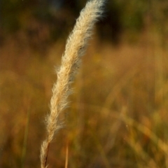 Imperata cylindrica (Blady Grass) at Greenway, ACT - 12 Apr 2007 by michaelb