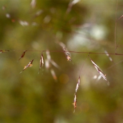 Rytidosperma pallidum (Red-anther Wallaby Grass) at Tuggeranong Hill - 19 Nov 1999 by michaelb