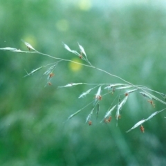 Rytidosperma pallidum (Red-anther Wallaby Grass) at Theodore, ACT - 10 Dec 2005 by michaelb