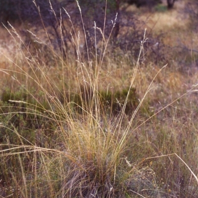 Rytidosperma pallidum (Red-anther Wallaby Grass) at Tuggeranong Hill - 3 Mar 2000 by michaelb
