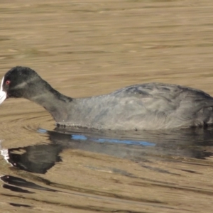 Fulica atra at Canberra, ACT - 8 Jul 2015