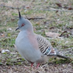 Ocyphaps lophotes (Crested Pigeon) at Mount Ainslie to Black Mountain - 8 Jul 2015 by michaelb