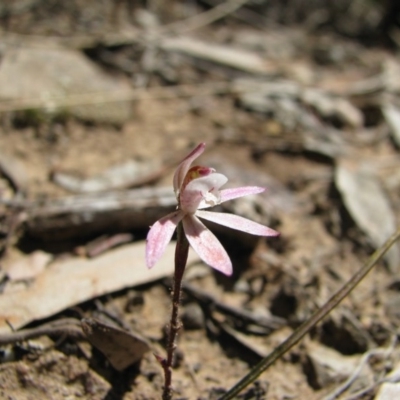 Caladenia fuscata (Dusky Fingers) at Nicholls, ACT - 20 Sep 2008 by gavinlongmuir