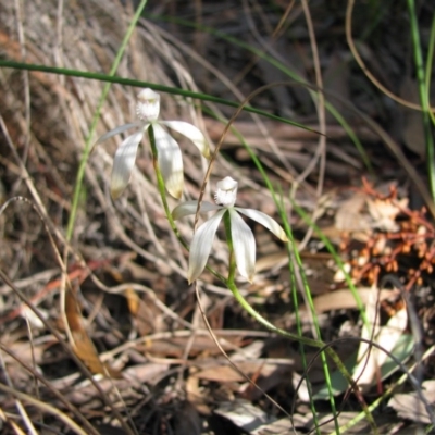 Caladenia ustulata (Brown Caps) at Nicholls, ACT - 14 Oct 2010 by gavinlongmuir