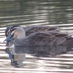 Anas superciliosa (Pacific Black Duck) at Mount Ainslie to Black Mountain - 8 Jul 2015 by MichaelBedingfield
