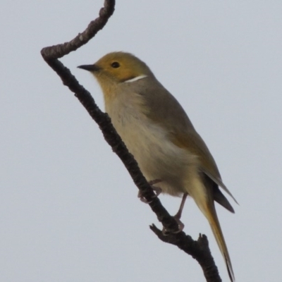 Ptilotula penicillata (White-plumed Honeyeater) at Paddys River, ACT - 20 Jul 2015 by MichaelBedingfield