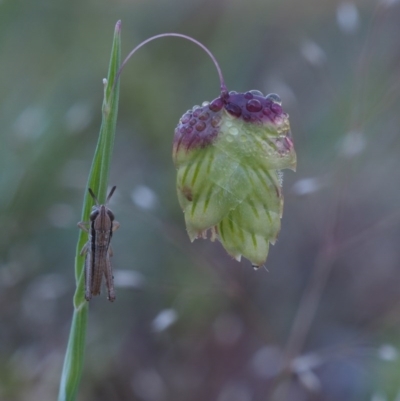 Briza maxima (Quaking Grass, Blowfly Grass) at Canberra Central, ACT - 15 Oct 2014 by KenT