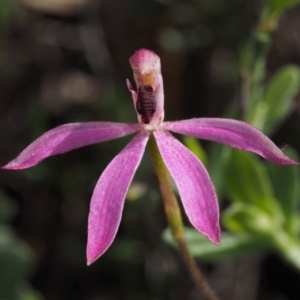 Caladenia congesta at Acton, ACT - 26 Oct 2014