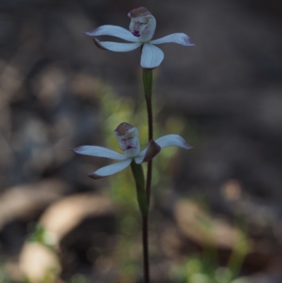 Caladenia moschata (Musky Caps) at Point 5204 - 12 Oct 2014 by KenT