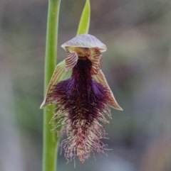 Calochilus platychilus (Purple Beard Orchid) at Point 5058 - 18 Oct 2014 by KenT