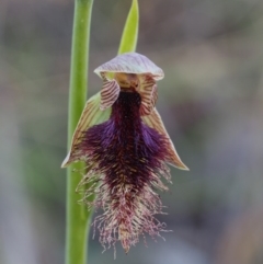 Calochilus platychilus (Purple Beard Orchid) at Point 5058 - 17 Oct 2014 by KenT