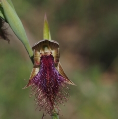 Calochilus platychilus (Purple Beard Orchid) at Acton, ACT - 26 Oct 2014 by KenT