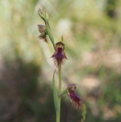 Calochilus platychilus at Acton, ACT - 26 Oct 2014